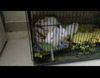 White bunny eat leaf lose balance cage