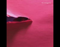 A stop motion film of a  dog and people