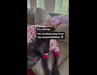 Three dogs lay on couch in onesie