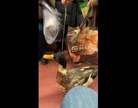Collab Subway Creatures - Lady Walks Pet Duck inside Subway Train