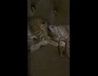 Collab PLC - Two kitten cat sleeps beside each other on the couch