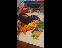 Black dog wipe basket beside stuffed toys