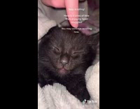 Girl pets newborn sleeping black kitten 