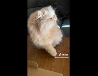 Furry Pet Cat Yawns in Slow Motion