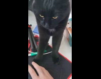 Black cat bites owners hand working 