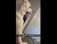 Clips mpugc - White dog sit up foot in mouth