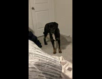 Dog with socks raise leg at the back