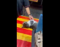 Stray cat sleeping on food stall 