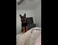 Woman hide under the blanket from dog