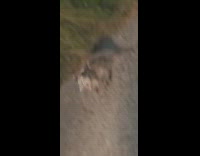 Possum side of street night time playing dead