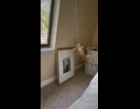Orange cat gets stuck to window string 