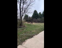 Woman tells deer 8 miles in
