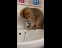 Collab PLC - Brown cat on sink play with faucet water