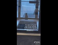 Cat waiting outside of door 