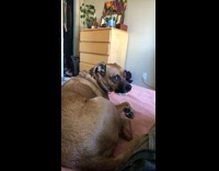 Guy makes meowing noise brown dog whines 