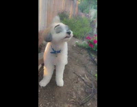 White dog blue collar disney character eyes 