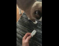 Brown cat plays fetch with white bracelet