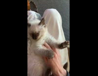 Kitten sleeping on hoomans lap kneading air 