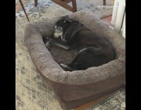 Dog runs kicks in sleep