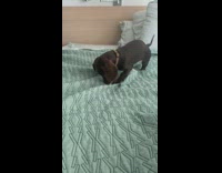 Dog bites pulls blanket off bed 