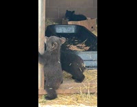 Bear cubs playing by the shed