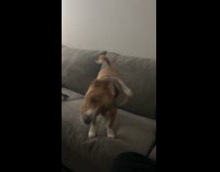 Dog humps blanket on couch