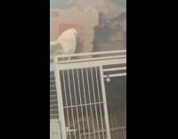 Cockatoo bird on cage says weiner repeatedly
