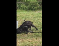 black dog playing in water inside plastic bin