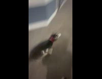 Dog having zoomies and running in hallway