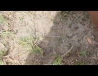 Guy makes mini pool backyard jumps in