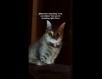 Cat stares at owner scrolls on phone