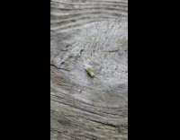 Cute caterpillar crawl squeeze upward on wood