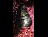 Collab PubityPets - Cold Kittens Hug One Another in Crib