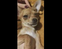 Woman massage heard of brown chihuahua puppy