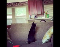 Guy plays peekaboo with cat on couch 