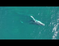 Whale under water did a barrel roll