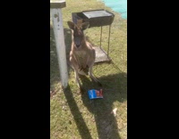 Man tries to touch kangaroo rans away