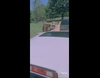 Cow wants treats food  guy truck bed