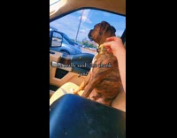 Collab Clips MPUGC - Dog refuses pickle slice in car
