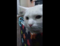 White cat enjoys inside the gift bag