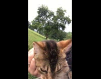 Collab Clips mpugc - Cat with long blade of grass in both nostrils