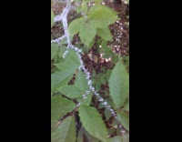 Small white insects wiggle on plant stem