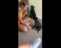 Dog helps lady train puppy to give paw 