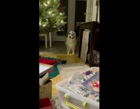 Gray dog head tilt tantrum inside cage