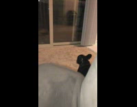 Black French Bulldog Barks at Sliding Glass Door