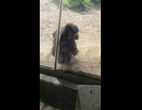 Collab BitchMP - Gorillas in zoo find snake