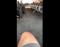 Bird hopping around airport
