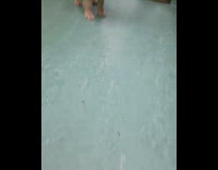 cute brown puppy with red bandana