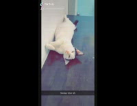 BitchMP - Guy glasses with different cats