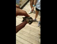 Person hold small baby snapping turtle lake
